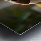 Bulldog Puppy Sleeps Peacefully In Wicker Basket Metal print