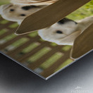 Curious Labrador Retriever Puppy Gazing Through Fence With Friends Metal print