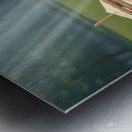 Patient Bichon Frise Waits For Picnic Treats Metal print