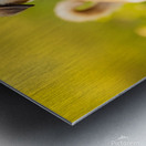 Pug Puppy Successfully Completes Stay Command Metal print