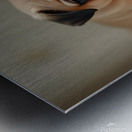 Pug Puppy Discovers The Pet Door Metal print