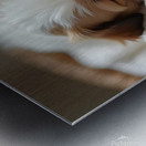 Peaceful Shih Tzu Puppy Sleeps In Cream Towels Metal print