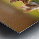 Pembroke Welsh Corgi Puppy Ready To Play With Siblings Metal print