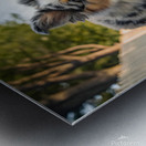 Australian Shepherd Puppy Gets The Zoomies In Backyard Impression metal