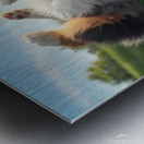 Happy Australian Shepherd Puppy Rolls On Grass Metal print