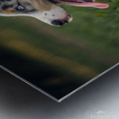 Tired Australian Shepherd Puppy Rests After Zoomies Impression metal