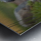 Australian Shepherd Puppy Emerges From Pond Water Impression metal