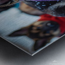 German Shepherd Puppy Rests After Winter Adventure Metal print