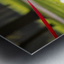 Pomeranian Puppy Masters Leash Walking Happily Metal print