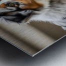 Australian Shepherd Puppy Discovers The Garden Bed Impression metal