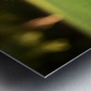 Pomeranian Puppy Discovers New Red Leash Impression metal