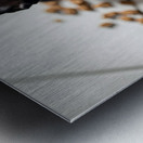 Guilty Boston Terrier Puppy After Making Mess Metal print