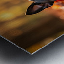 Sleepy Boston Terrier Puppy Rests In Autumn Leaves Metal print