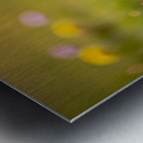 Pomeranian Puppy Discovers Yellow Dandelion In Meadow Metal print