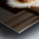 Pomeranian Puppy Returns To Beloved Sploot Position Impression metal