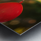 Pomeranian Puppy Discovers Floating Red Balloon Impression metal