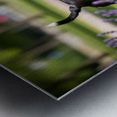 Proud Boston Terrier Puppy Lands With Caught Frisbee Metal print