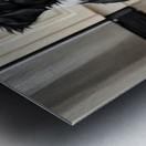 Border Collie Puppy Anticipates Delicious Treat Impression metal