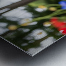 Boston Terrier Puppy Ready To Leap For Frisbee Metal print