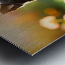 Border Collie Puppy Waiting In The Garden Metal print