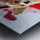 Clean Corgi Puppy After Successful Car Wash Impression metal