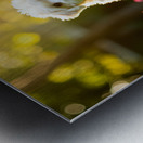 Bichon Puppy Begins Stay Training In Garden Impression metal