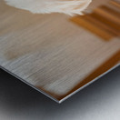 Tired Bichon Frise Puppy Rests After Zoomies Fun Metal print