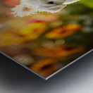 Bichon Frise Puppy And Cat Walk Together As Friends Impression metal