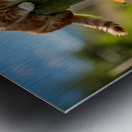 Bichon Frise Puppy Meets Garden Cat Metal print