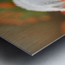 Tired Bichon Frise Puppies Resting After Playing In The Garden Impression metal