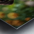 Happy German Shorthaired Pointer Puppy Rests In Rain Metal print