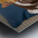 Puppy And Cat Snuggle Together Peacefully Impression metal