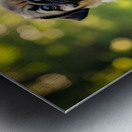 Pug Puppy Relaxes After Fun Day Impression metal