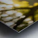 Bichon Frise Puppy Exploring The Garden Alone Impression metal