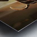 German Shorthaired Pointer Puppy Gets Ready For Rain Impression metal