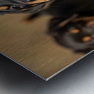 Rottweiler Puppy Feels Refreshed And Happy Impression metal