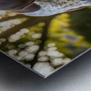 German Shorthaired Pointer Puppy Discovers His Paws Metal print