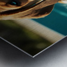 Tired Beagle Puppy Rests In The Kiddie Pool Impression metal