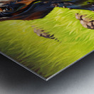 Muddy Dachshund Puppy Sits Contentedly Metal print