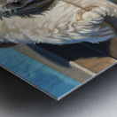 Poodle Puppy Cooling Off In A Pond Metal print