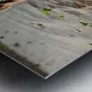 Playful Australian Shepherd Puppy Splashes In Shallow Tide Pool Impression metal