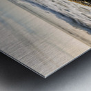 Australian Shepherd Puppy Discovers Tide Pools Impression metal