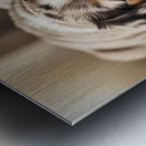 Australian Shepherd Puppy Rests After Playtime Metal print