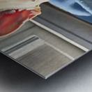 Sleepy French Bulldog Puppy Begins To Yawn Impression metal