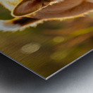 Corgi Puppy Discovers Sandy Shore Metal print