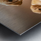 Happy Labrador Retriever Puppy Settles Into Cozy Spot Impression metal