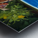 Chihuahua Puppy Discovers The Pool Impression metal