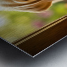 Curious Puppy Discovers Cat Flap Door Impression metal