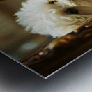 Happy Bichon Frise Puppy Wags At His Reflection Metal print