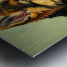 German Shepherd Puppy Meets Sleeping Cat Impression metal